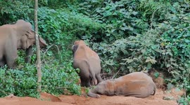 Mischievous baby elephant pushes her mama as she doesn't get space to move further in South India
