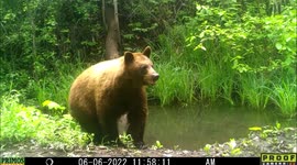 Healthy looking black bear of yellowish-brown color at a pond in Idaho