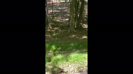 Two Eastern Yellow Swallowtail Butterflies Frolicking with Each other in the woods outside