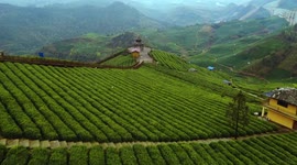 Drone Footage Of Tea Mountain In Bijie, Guizhou, China