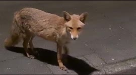 Fluffy Fox follows us for a while before walking off to find its dinner