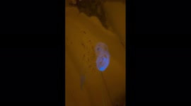 Japan: Stunning Blue Bioluminescent Display Spotted Off Coast Of Manazuru Port