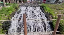 한국 안산시 안산천에 있는 작은 폭포 운동하다가 둘러보기 좋은곳이다.이곳에서는 작은 개울도 있고 물고기들도 있어 아이들과도 산책하기 좋다