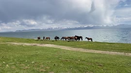 Herd of horses near the Song Kul lake in Kirghizistan.
