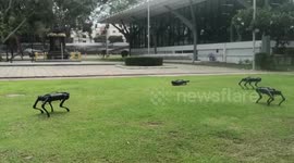 Robot dogs patrol university in Thailand