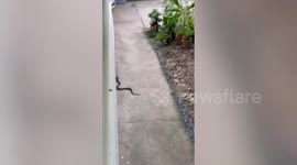 Hero pet dog alerts owner to deadly cobra lurking outside their house