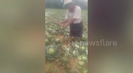 Burmese farmers kill off cabbage crop due to tiny profit margins
