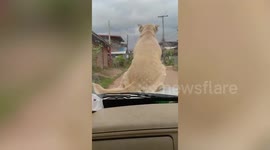 Daring pet dog goes for a ride by balancing on car bonnet