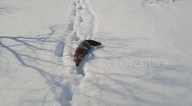Wild fox playfully slides down snow beside filmer on uninhabited Russian island