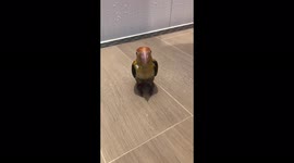 ''So tiny' caique parrot enjoys his first-ever shower 
'