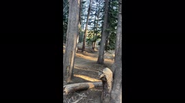 'Thrillseeker pays the price for trying a scooty flip without practicing 
'