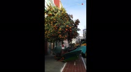 Awesome Spanish vehicle shakes orange tree and then catches fruit