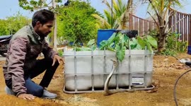 Super-aggressive cobra strikes at rescuer in western India