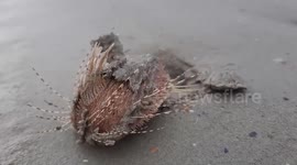 Bizarre furry sea creature found crawling across Thai beach