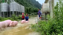 In the nick of swine: Rescuers save 13,000 pigs worth $1.6 million trapped in flash floods in southern China
