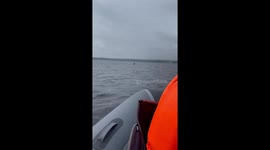 Elk made a swim in the middle of the lake