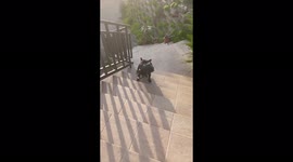 French Bulldog is completely distroying grendma’s watering pot!