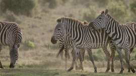 Why This Eagle Owl Is The Largest in Africa