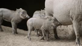 Keeping Track of Her Piglets Is A Tough Job for This Warthog Mom