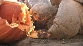 Why Tortoises Love the Taste of Pumpkins so Much