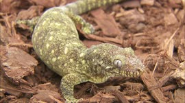 Learn All of the Different Species of the Gecko