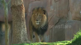 The Epitome of Cool! Introducing Izu, the African Lion