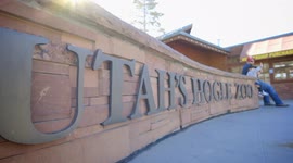 Why Is Fish Oil So Important for Spider Monkeys?