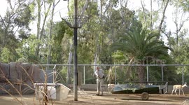 Welcome to Your New Habitat! These Giraffes Are Exploring Their New Home
