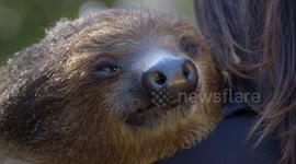 Here Are Some Interesting Facts About Sloths