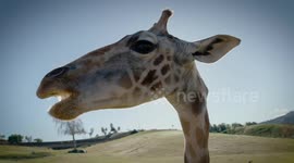 This Giraffe Nursery Group Is One of the Most Adorable Groups You’ll See All Day