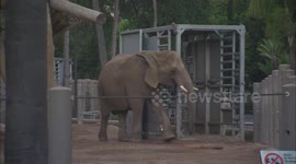 Moving day for elephants is a big undertaking