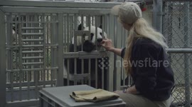 Watch the beautiful moment of a panda pregnancy