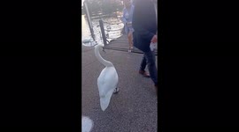 Nosy SWAN inspects passengers coming off boats on day of Tony Blair knighthood