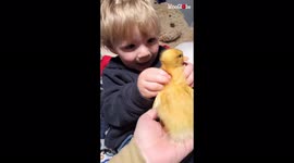 Boy doesn't know how to react during first-ever encounter with duckling