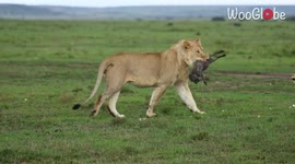 Lion brutally devours piglet