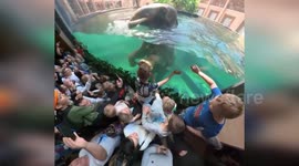 Elephants swim in pool in front of zoo visitors in Poland