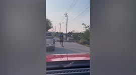 Hundreds of ducks race each other to cross road
