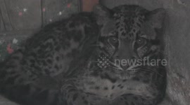 Locals shocked to find rare clouded leopard in kitchen of Indonesian home