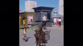 Beekeeper removes swarm of bees from courier's bike in Moscow