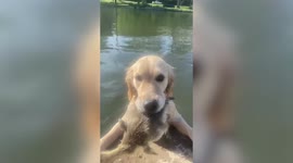 Amusing moment Golden retriever fetches owner LIVE BABY GOOSE