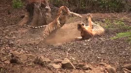 Tigresses share playful moment at game reserve in central India
