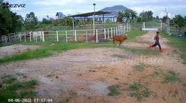Affectionate calf chases after owner asking him to play
