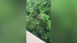Wild monkey fidgets on phone it snatched from tourist