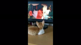 cat watching movie