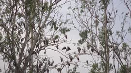 A visit to a wildlife bird sanctuary at Buriram Thailand, unforgettable view of hundreds of storks, herons and egrets.