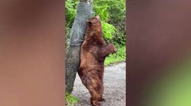 Clever brown bear scratches back against wire mesh covering tree in Japan