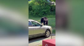 Wild bear eats leftover McDonald's on car in New Hampshire