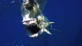 Close-up footage shows what it's like to be bitten by great white shark