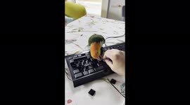Work from home nightmare! Adorable parrot rips keys off PC