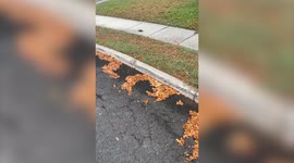 Bizarre moment woman spots a snail the size of HER HAND